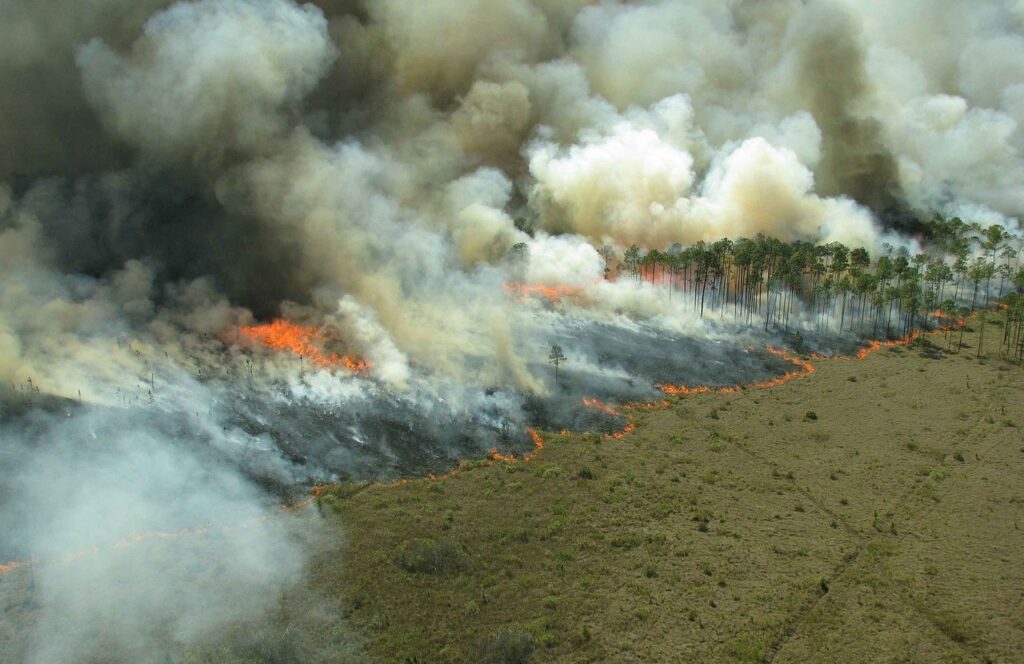 florestas em fogo